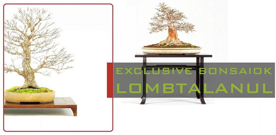lombhullato exclusive es lomblevelu high quality bonsai collection kollekcio marczika studio